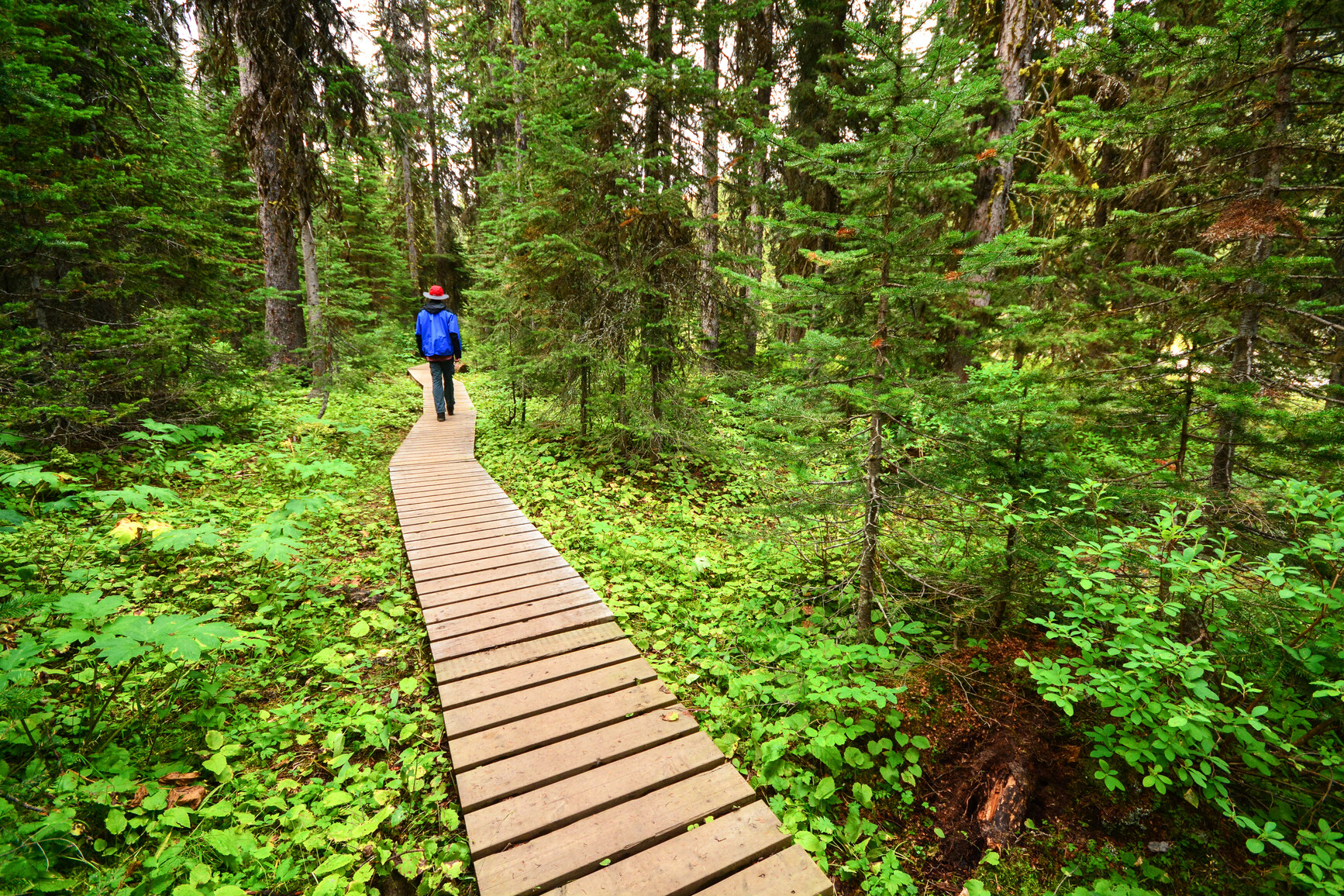 A park visitor walking along a boardwalk in the forest. Shrubs cover the forest floor. Top of the World Park.