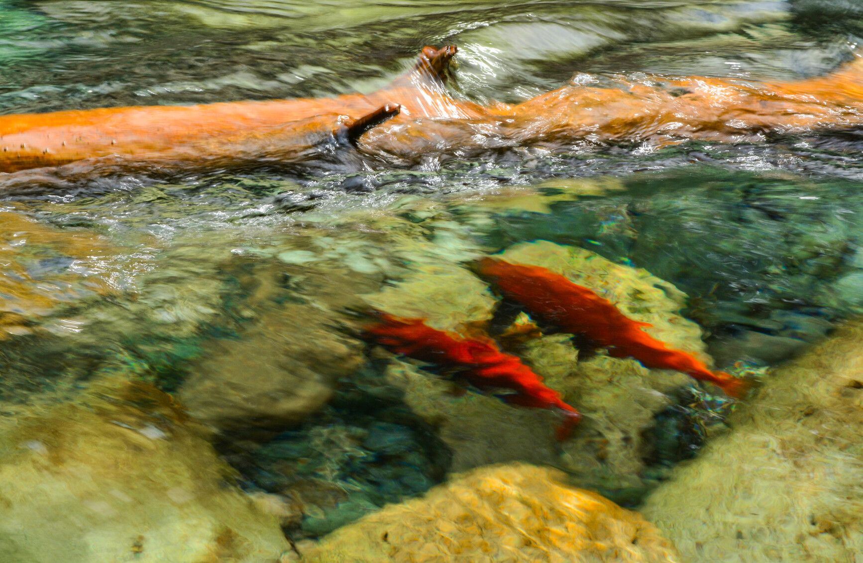Sockeye salmon (Oncorhynchus nerka) swimming in Dennis creek in Rosebery Park.
