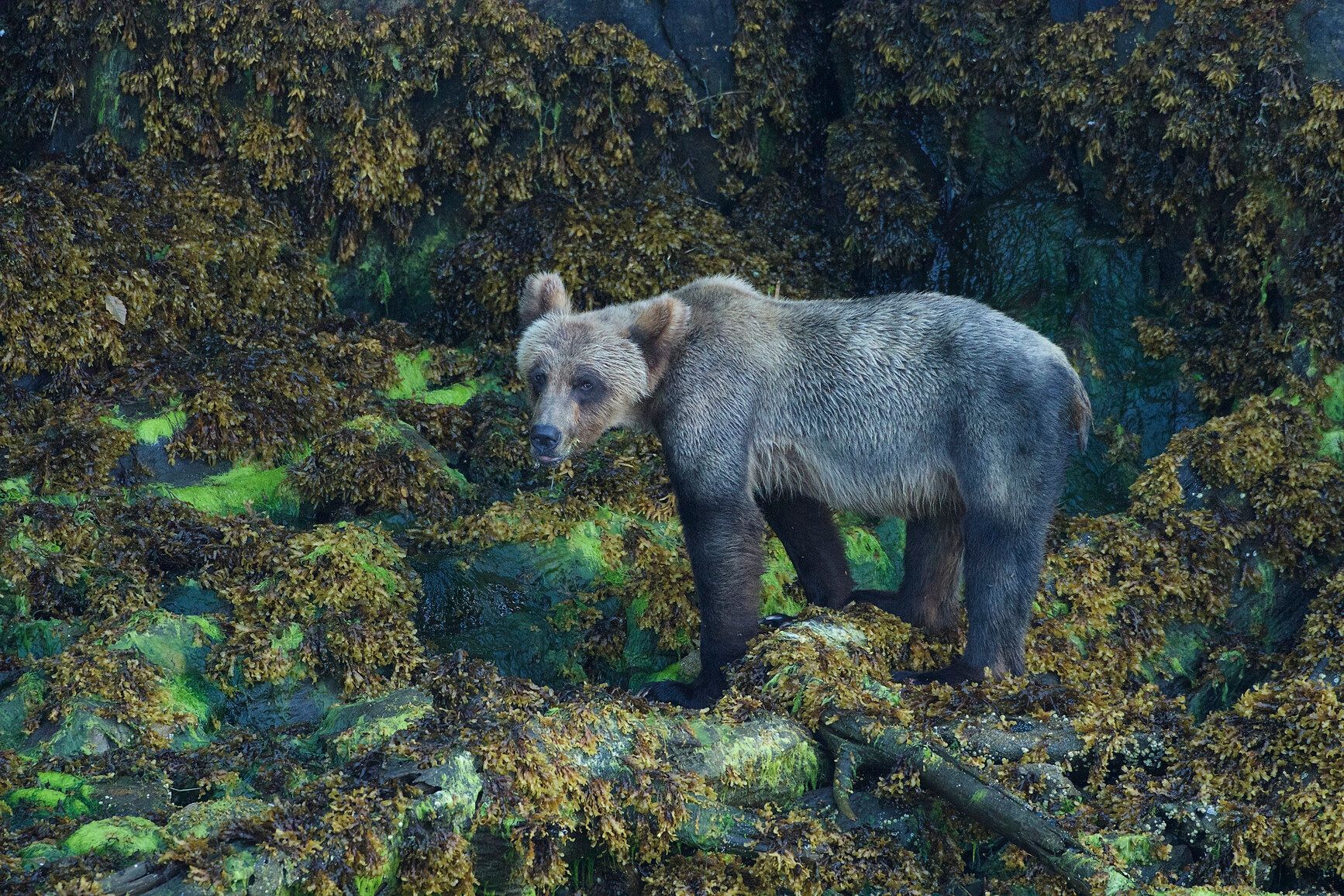 In Khutzeymateen Park, a thin grizzly bear (Ursus arctos horribilis) wanders the shoreline in the spring.