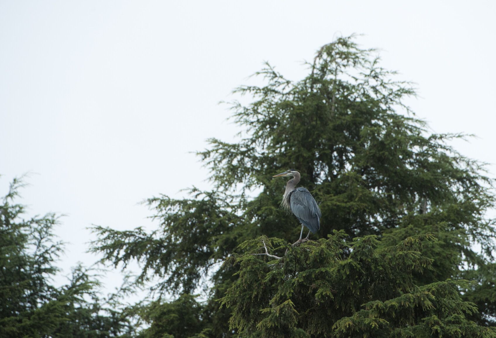 A blue heron (Ardea herodias) sitting near the top of a tree in Khutzeymateen Park.