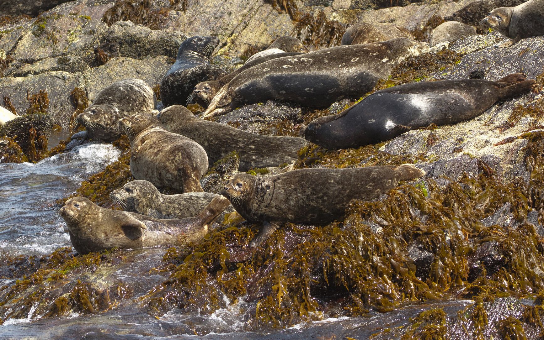 Harbour seals (Phoca vitulina) resting on rocks in Khutzeymateen Park.