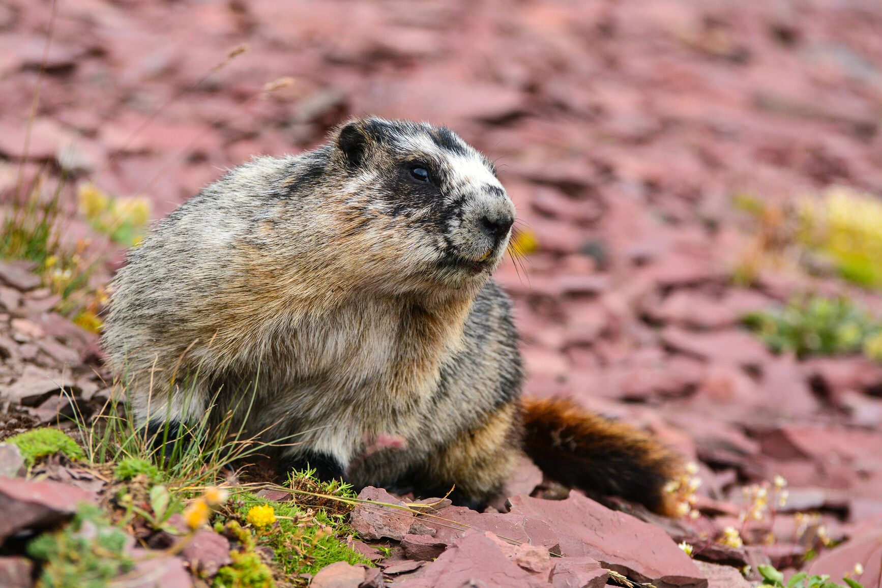 A hoary marmot (Marmota caligata) on Akamina Ridge in Akamina-Kishinena Park.