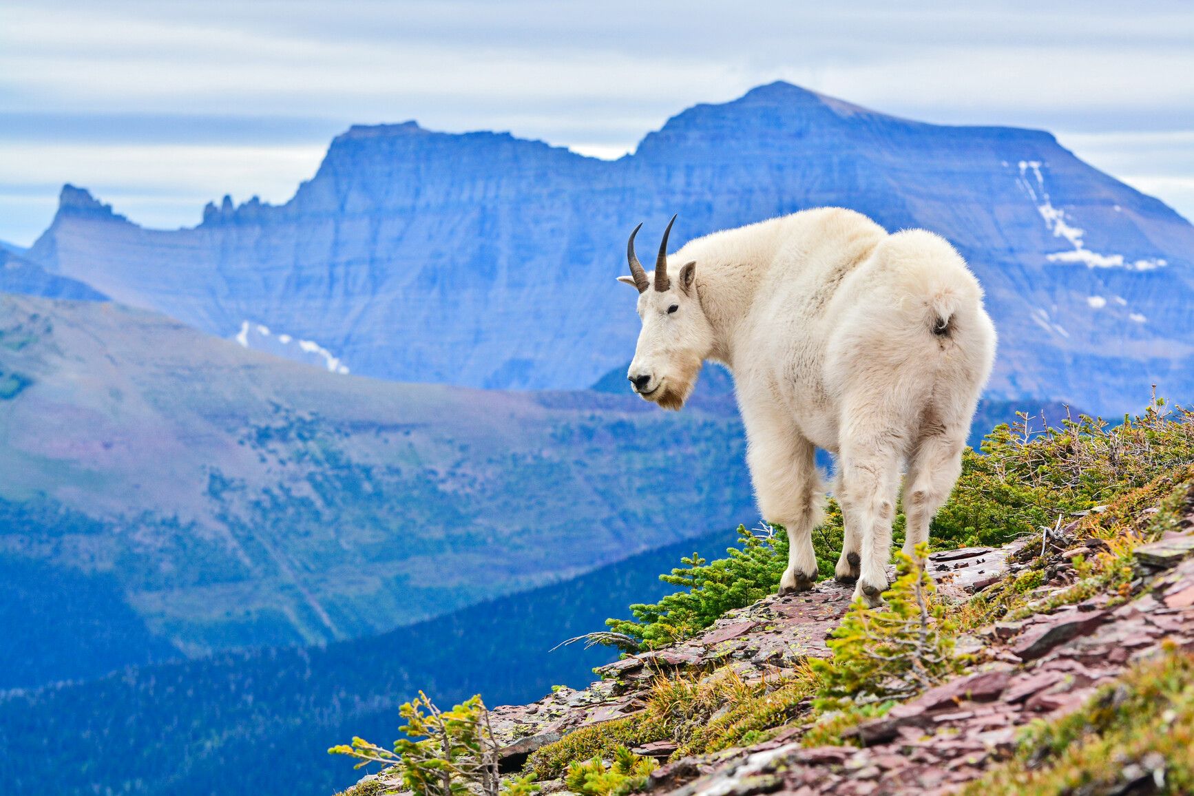 A mountain goat (Oreamnos americanus) stands on Akamina Ridge with a backdrop of the range behind it. Akamina-Kishinena Park.