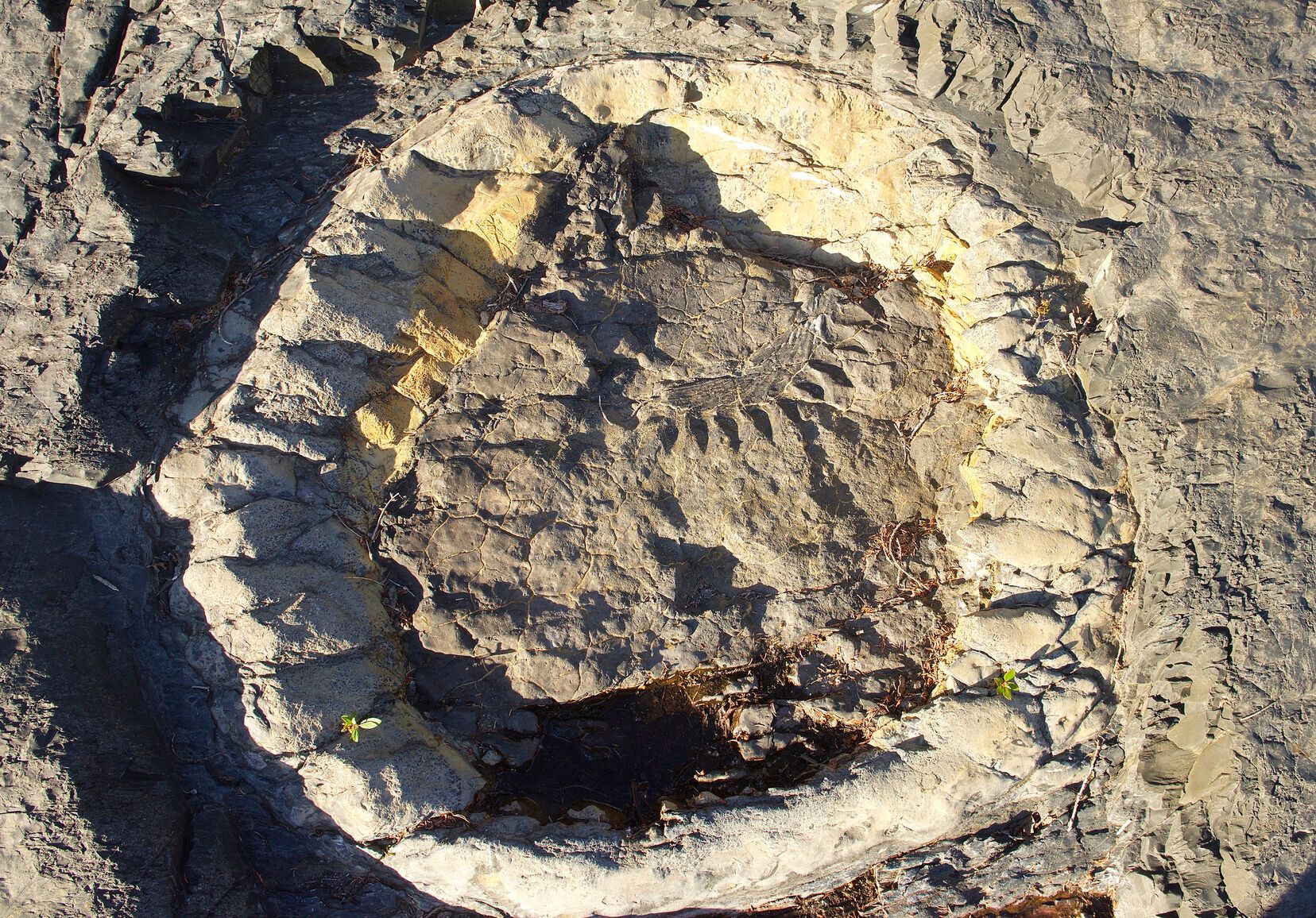 A fossil in Stone Mountain Park.