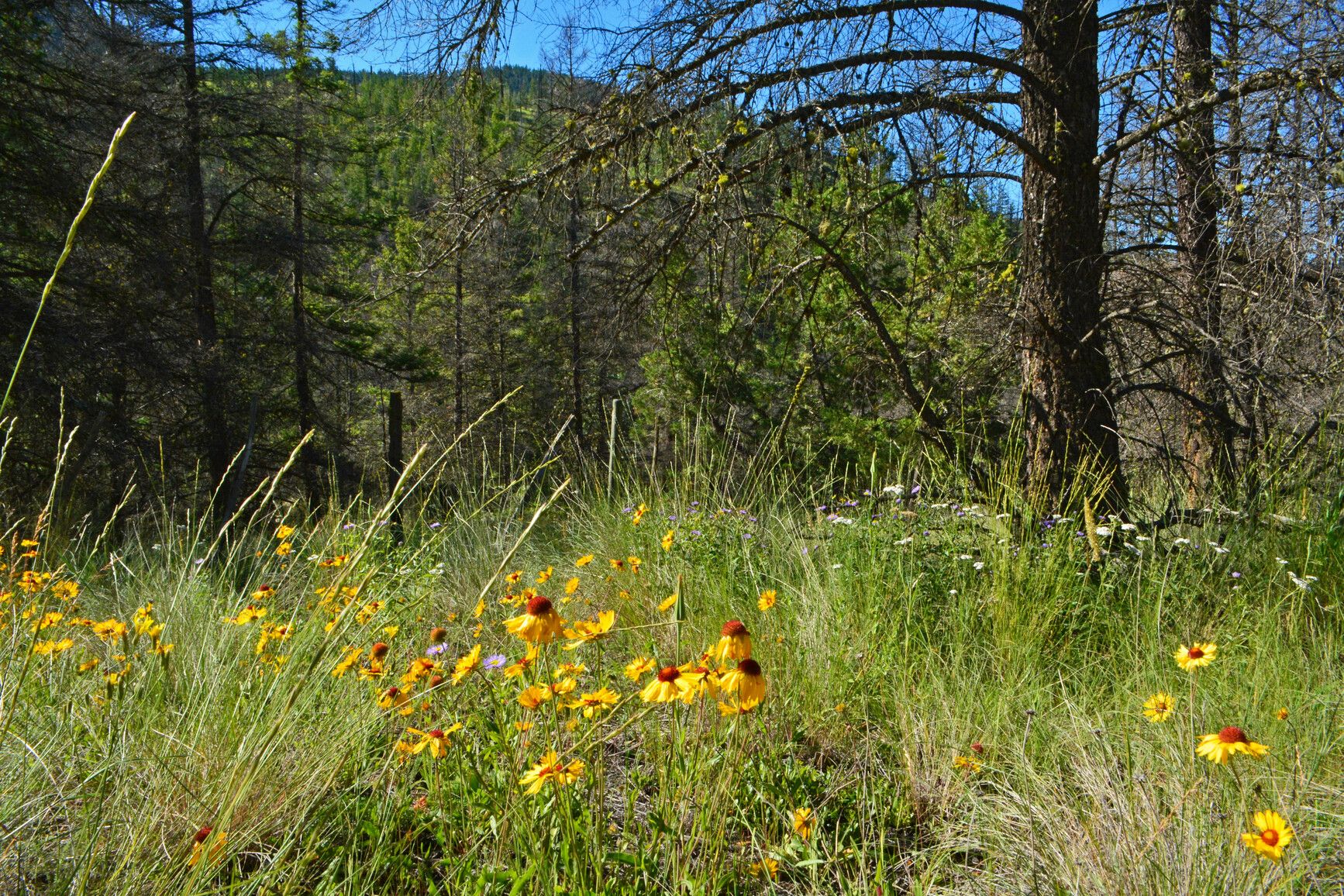 A meadow with grasses and wildflowers in Arrowstone Park.