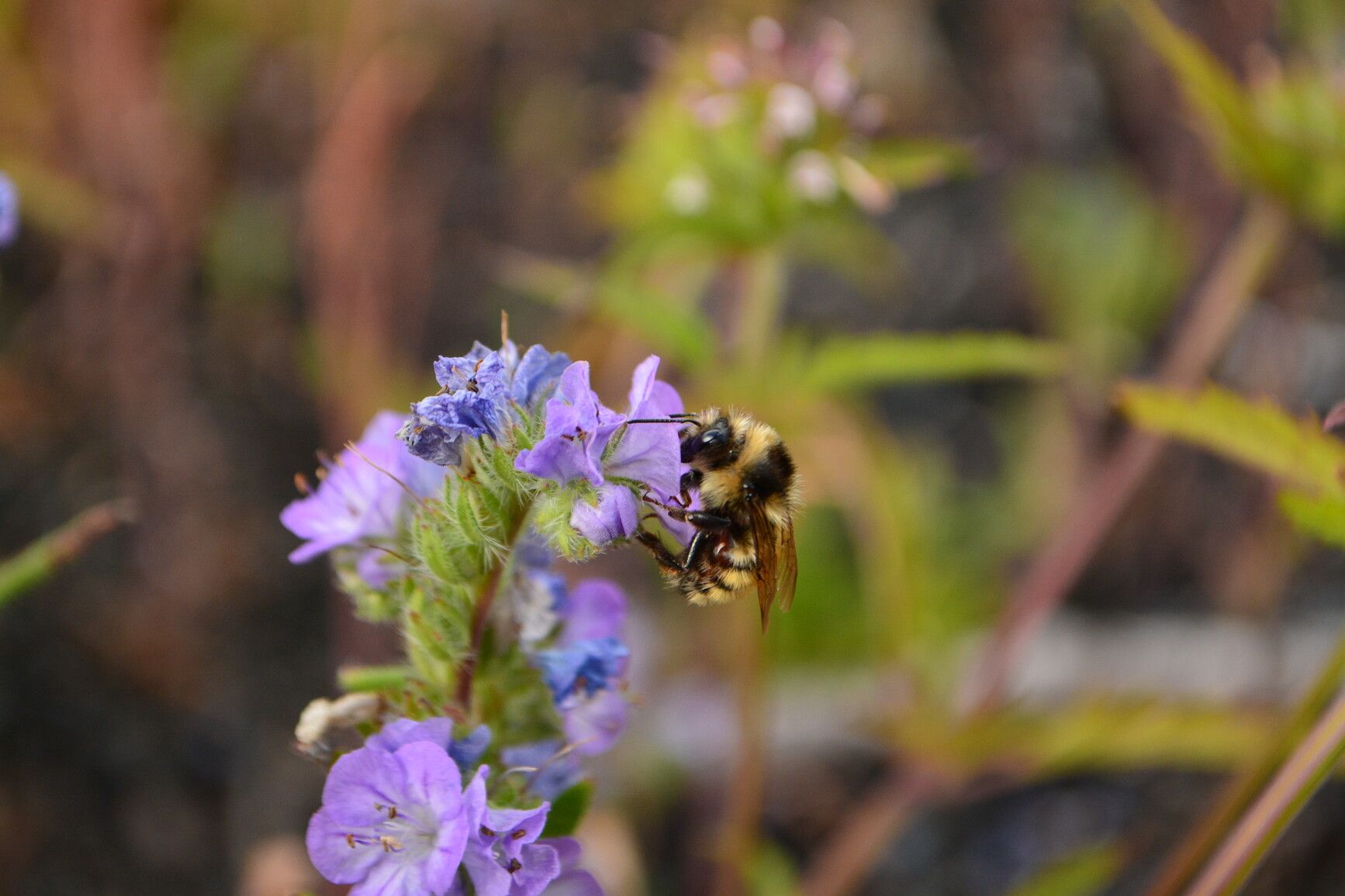 A bumblebee (Bombus) on a Linearleaf Phacelia (Phacelia linearis) in Bull Canyon Park.