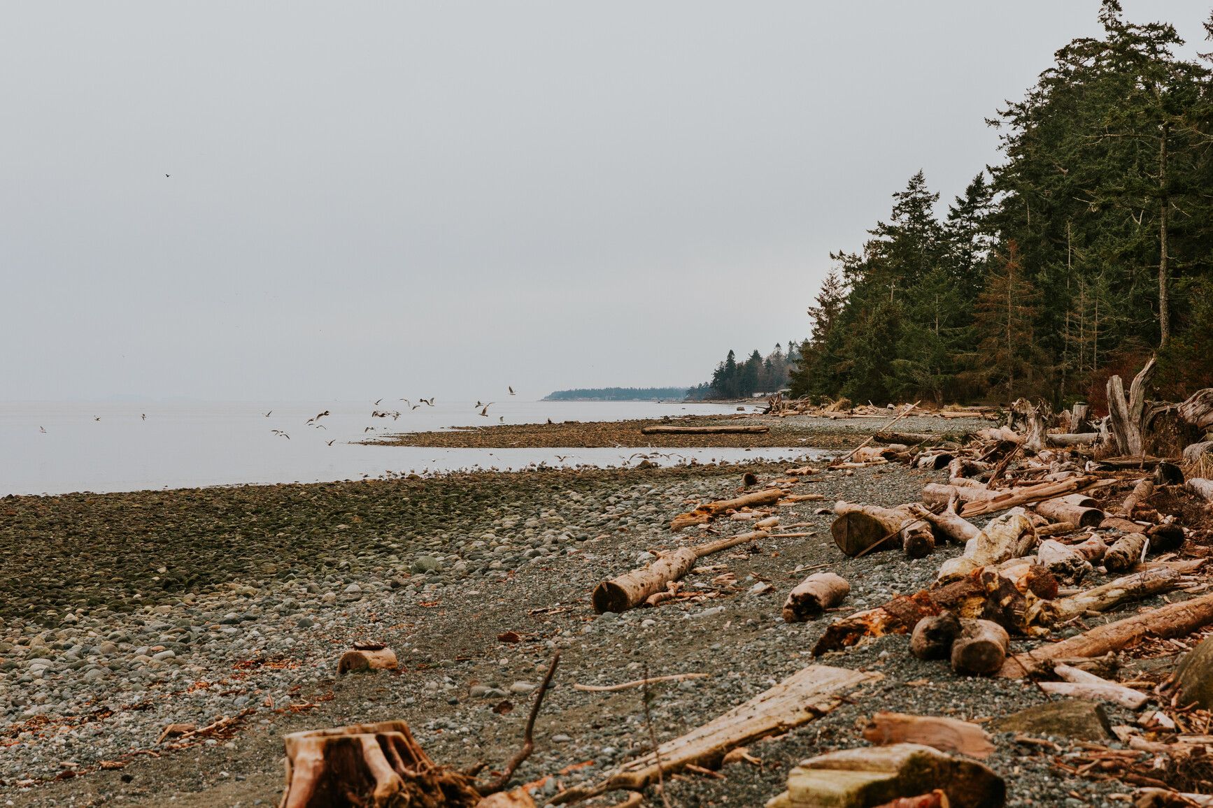 Logs cover the winter berm of the beach in Kitty Coleman Park.