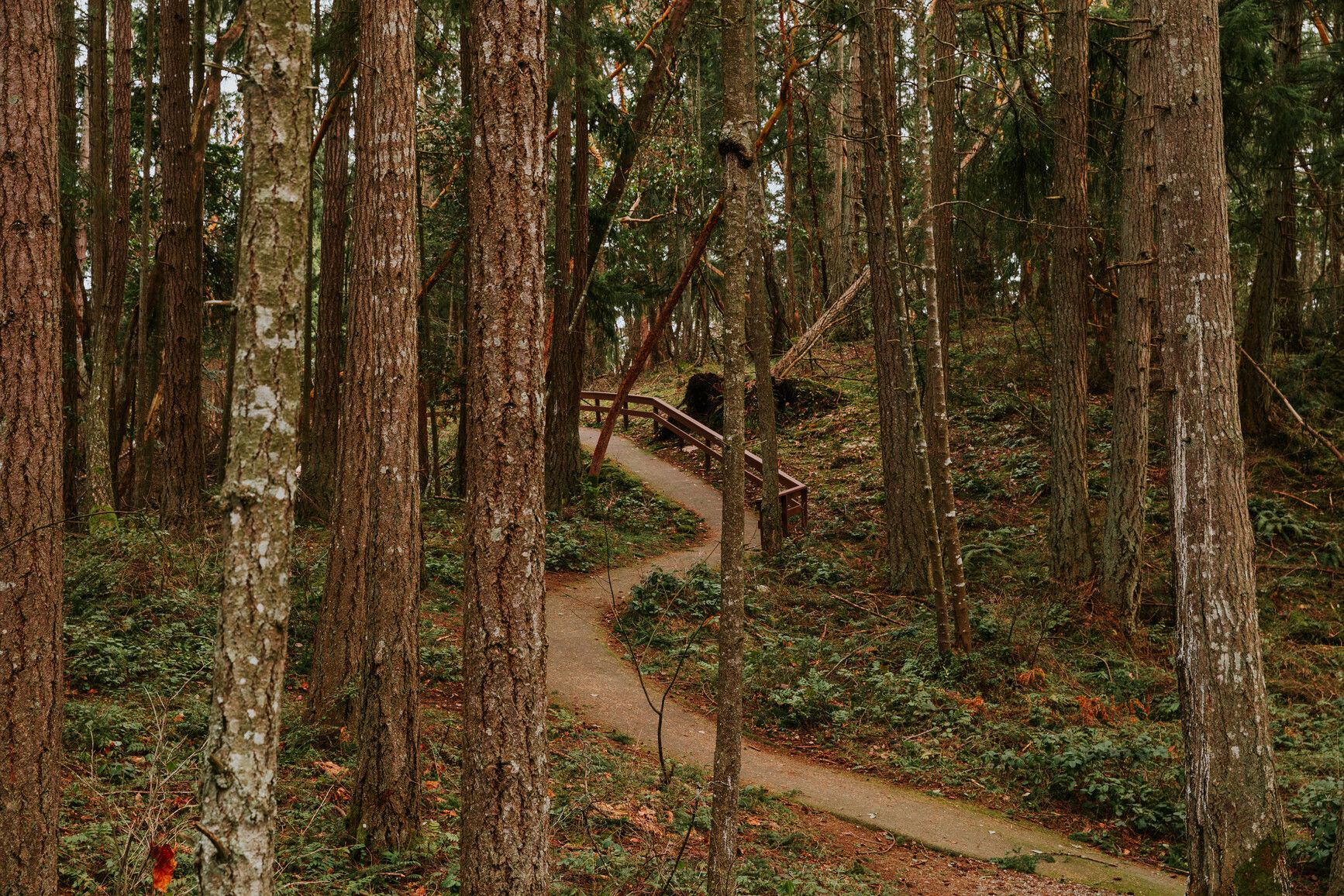 A trail through the forest in Petroglyph Park.