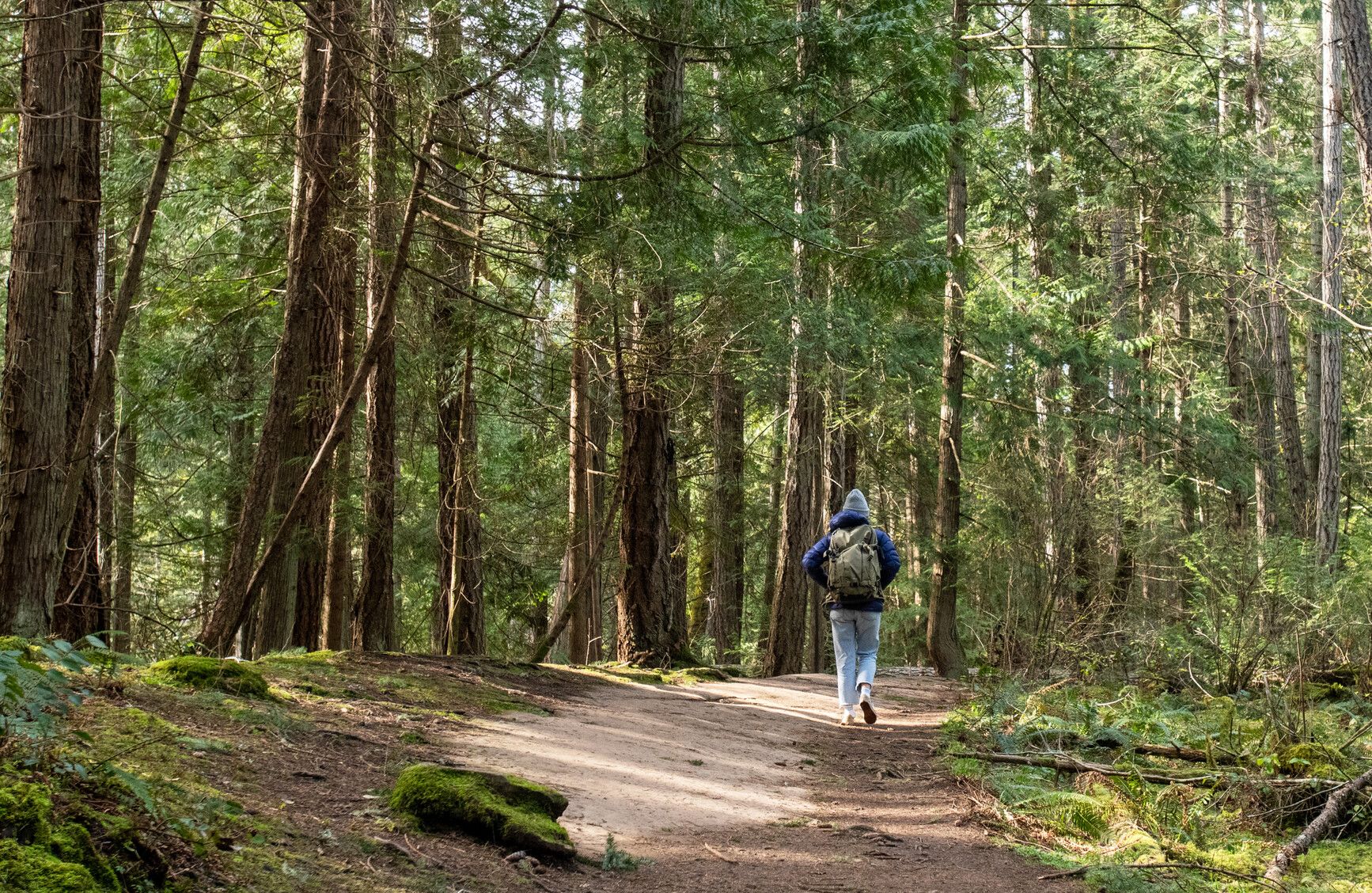 A hiker walks a forest trail in Roberts Memorial Park.