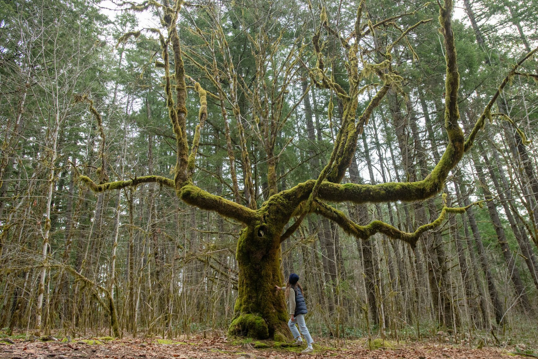 A park visitor looking at a moss covered tree in Sproat Lake Park.