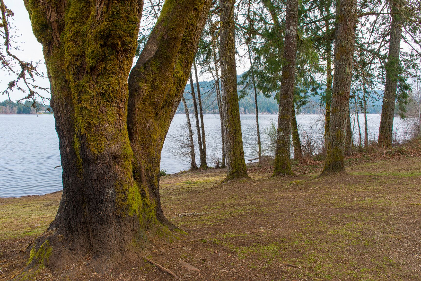 A moss covered tree growing by the lake. West Shawnigan Lake Park.