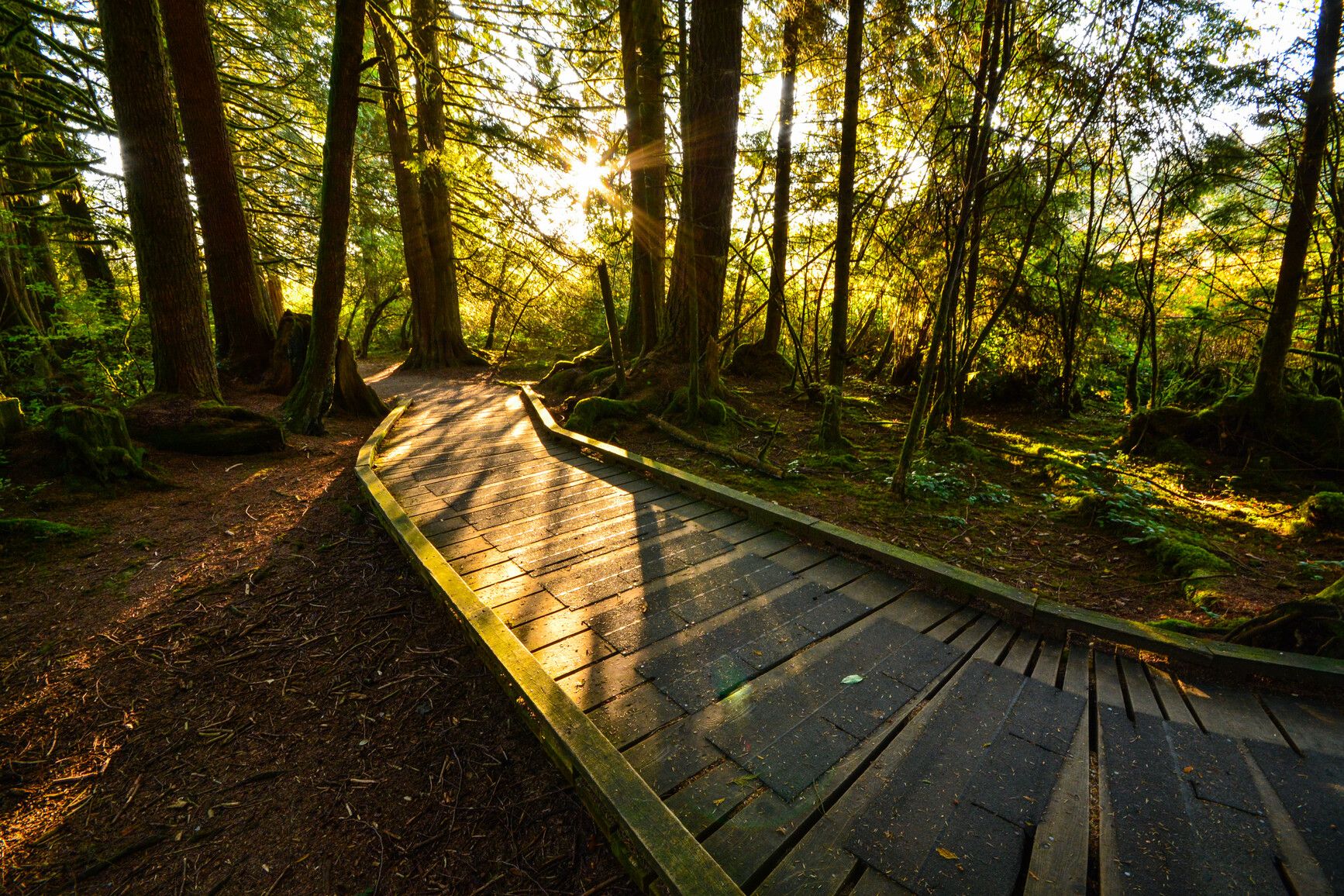 A boardwalk leading through the forest in Rolley Lake Park.
