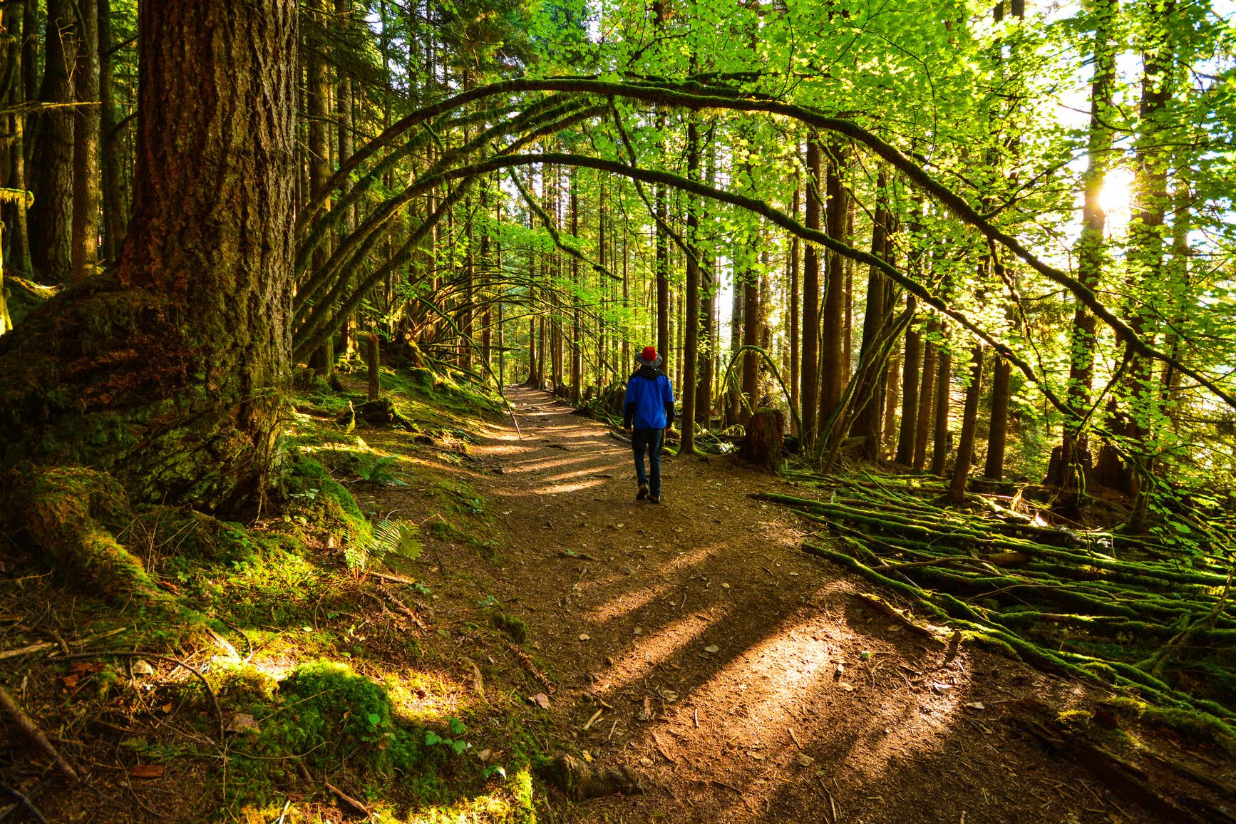 A park visitor walking along a trail leading through the forest. Rolley Lake Park.