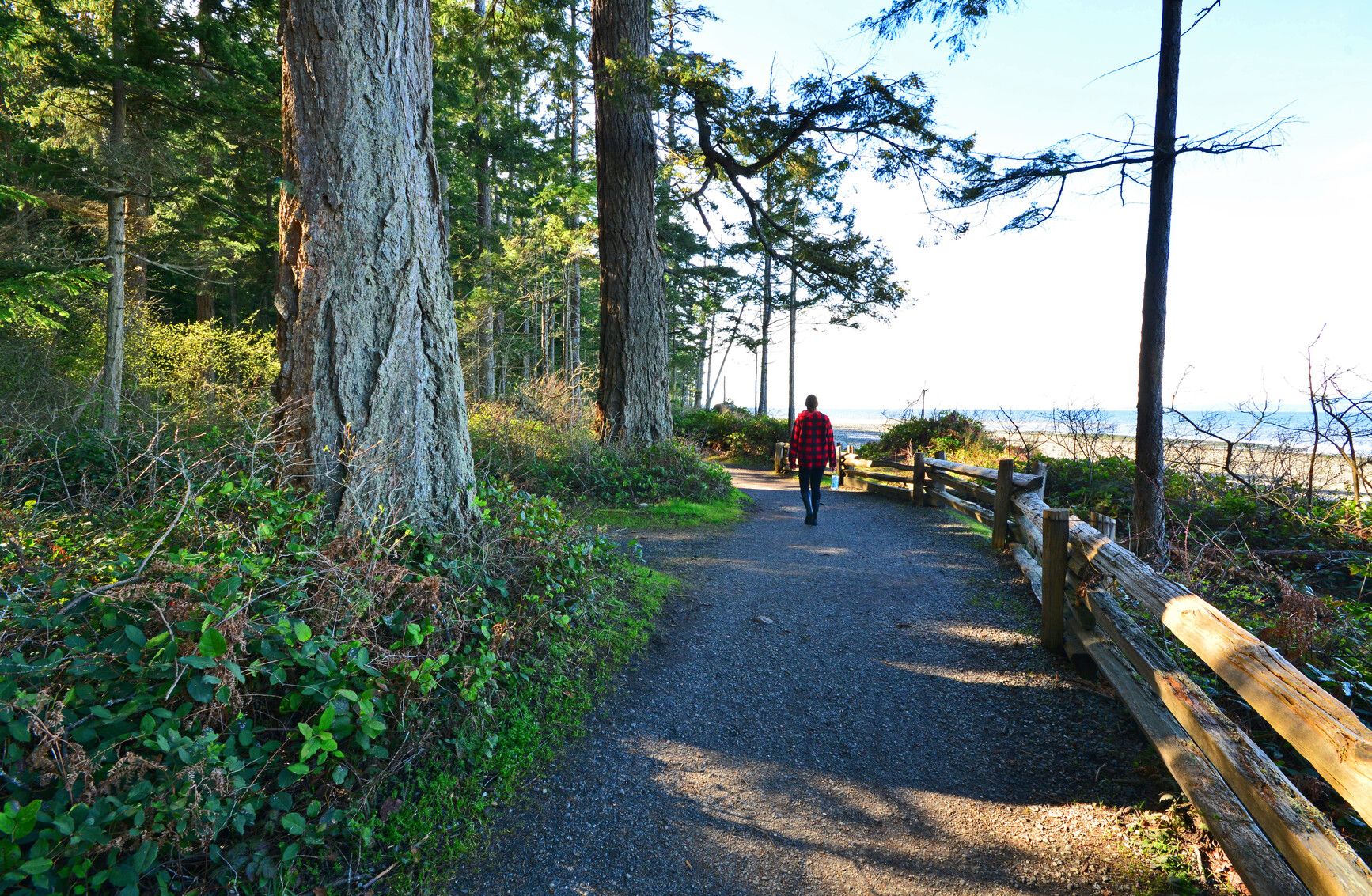 Forest trail with a view of the beach. Rathtrevor Beach Park.