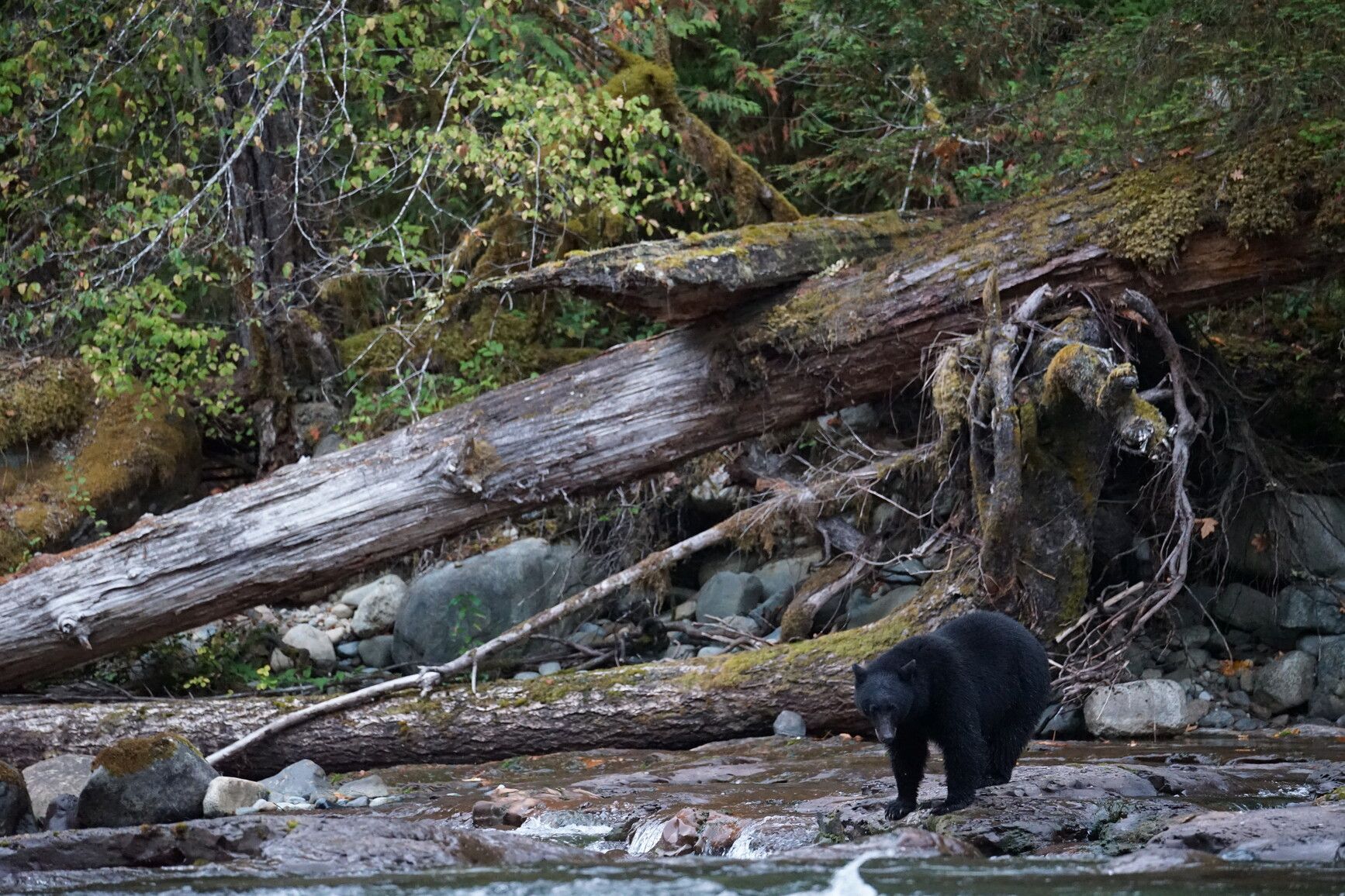 A black bear (Ursus americanus) fishing for salmon in Stamp River Park.