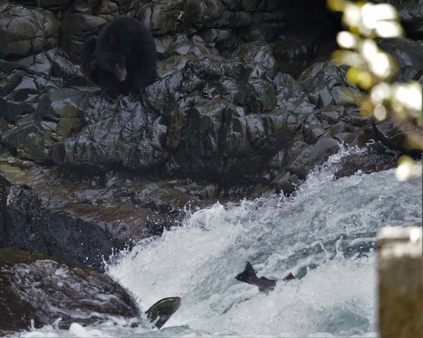 Chinook salmon (Oncorhynchus tshawytscha) jumping upriver while a black bear (Ursus americanus) watches from the rocks. Stamp River Park.