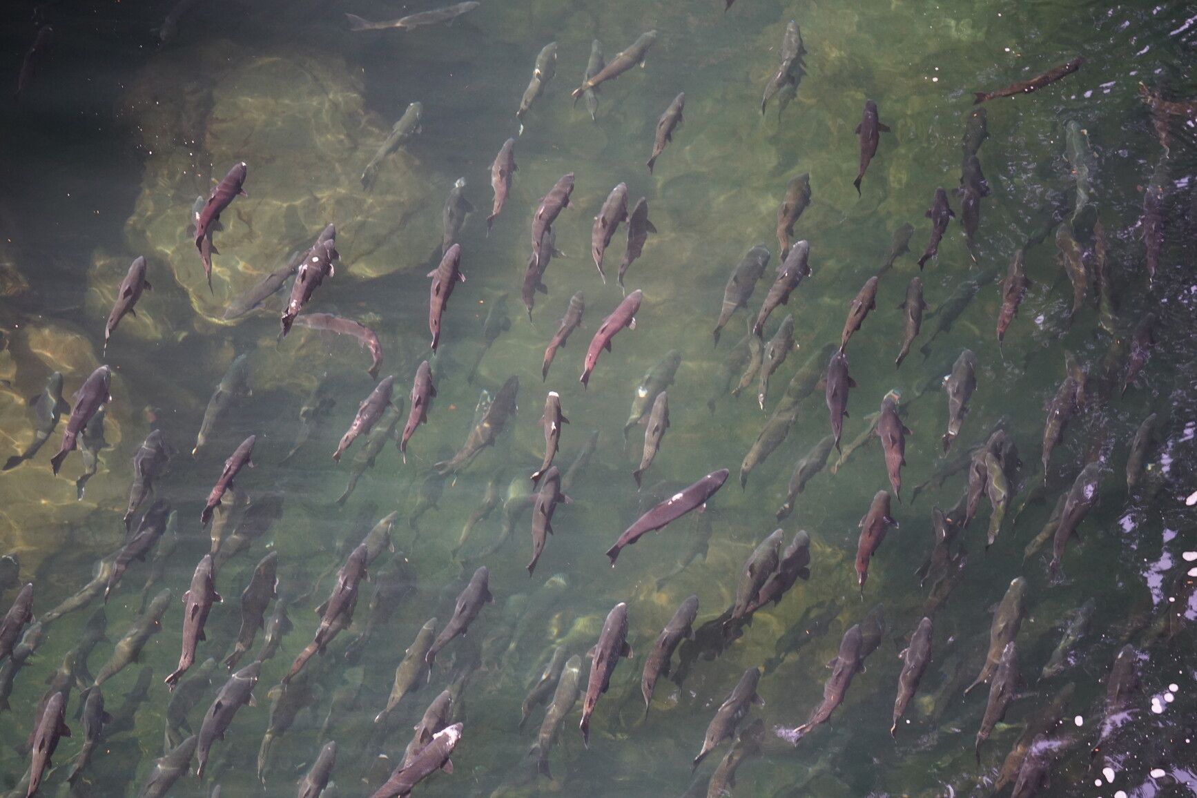 Chinook salmon (Oncorhynchus tshawytscha) swimming upriver in Stamp River Park.