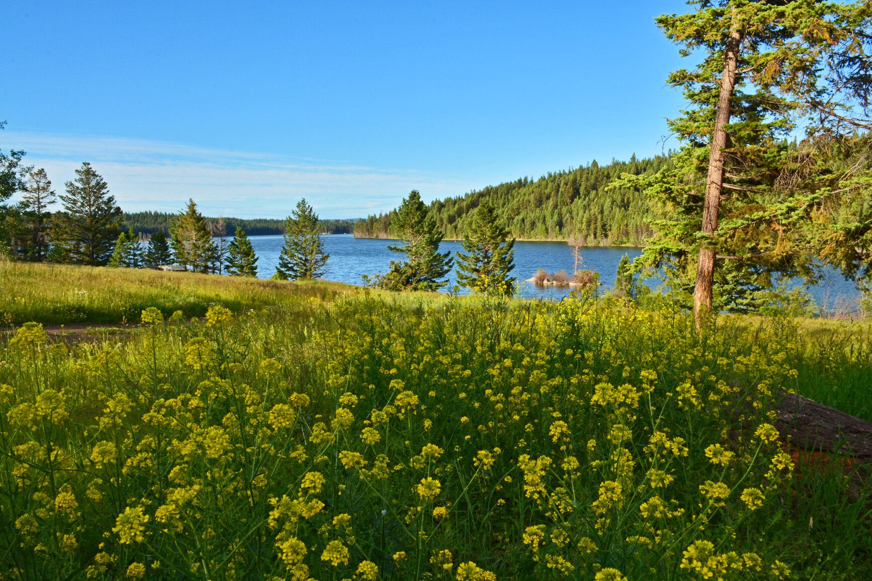 A meadow of field mustard (Brassica rapa) with the backdrop of the forest surrounding the lake. Roche Lake Park.