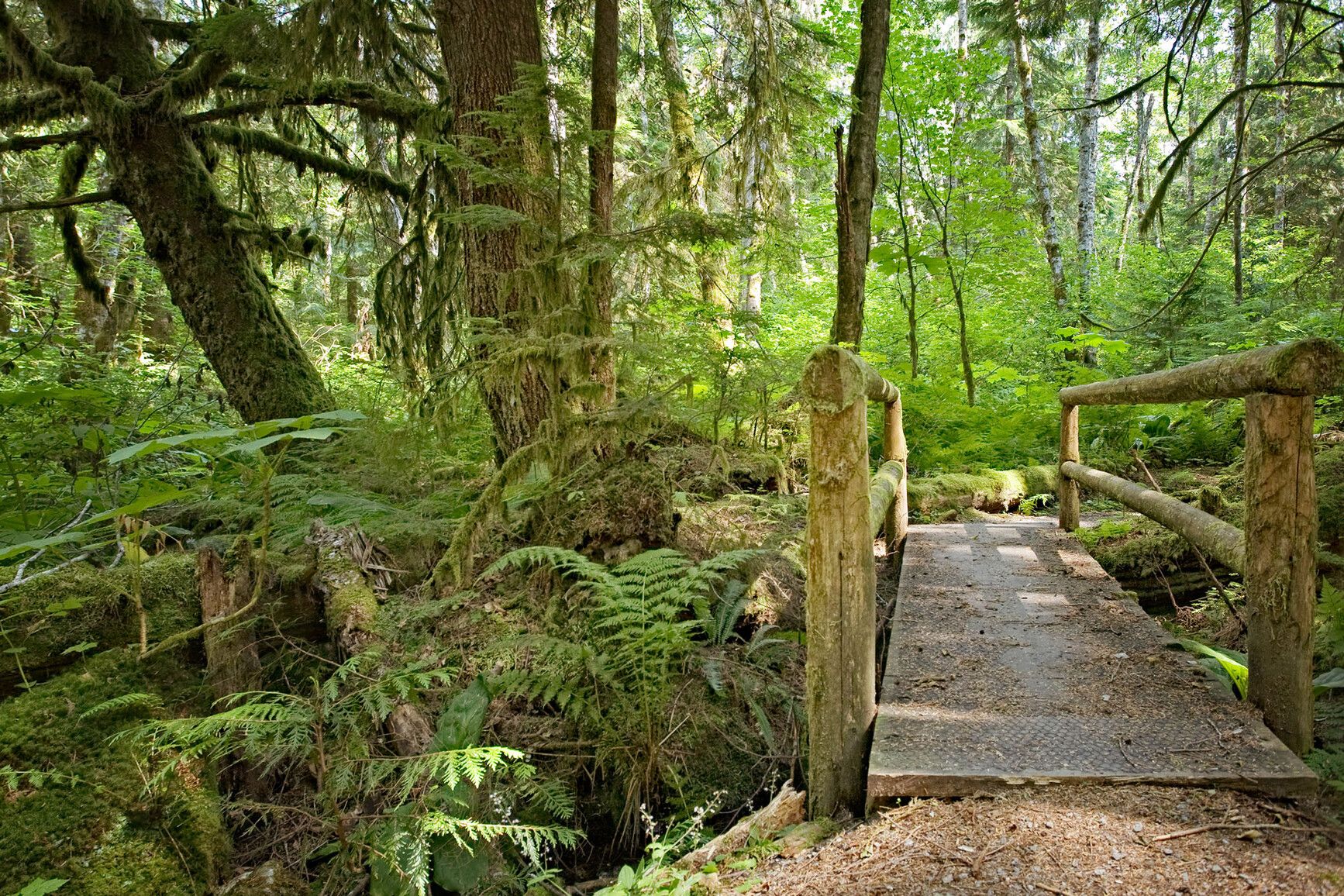 A forest trail with a footbridge in Alice Lake Park.