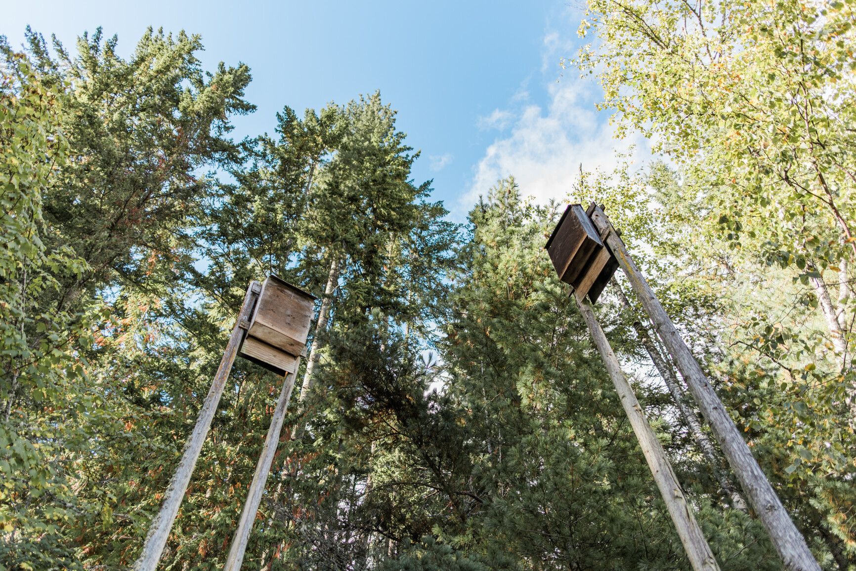 High up on poles are bat boxes in Cinnemousun Narrows Park.