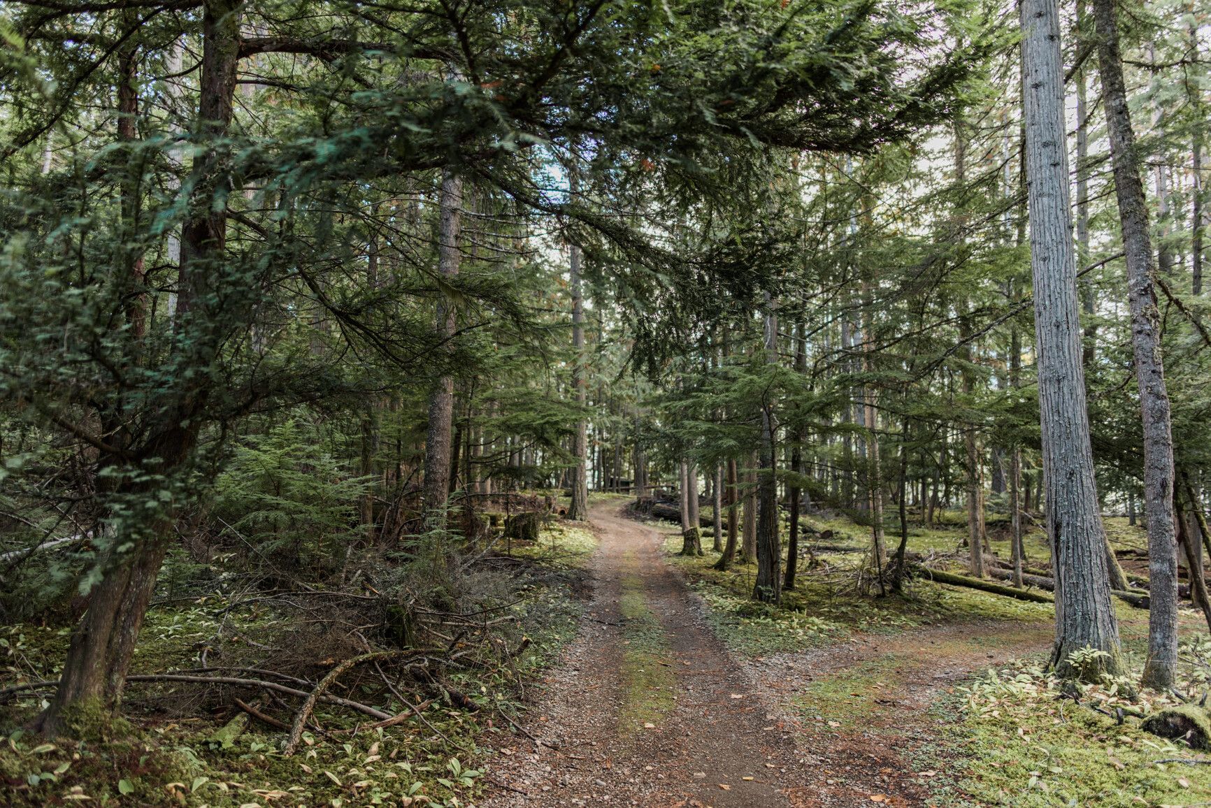 A trail through the forest in Cinnemousun Narrows Park.