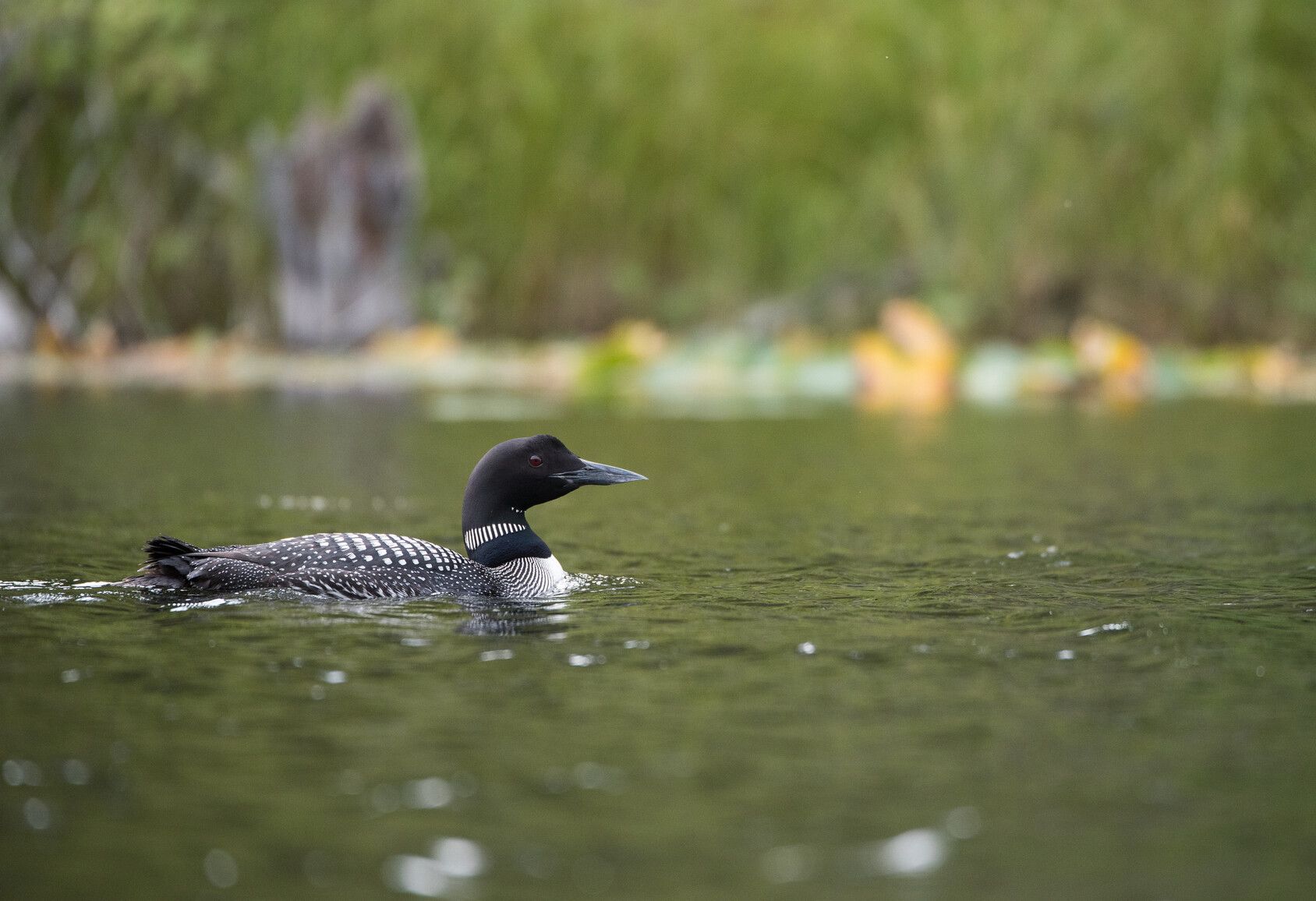 A Common Loon in Seeley Lake Park.