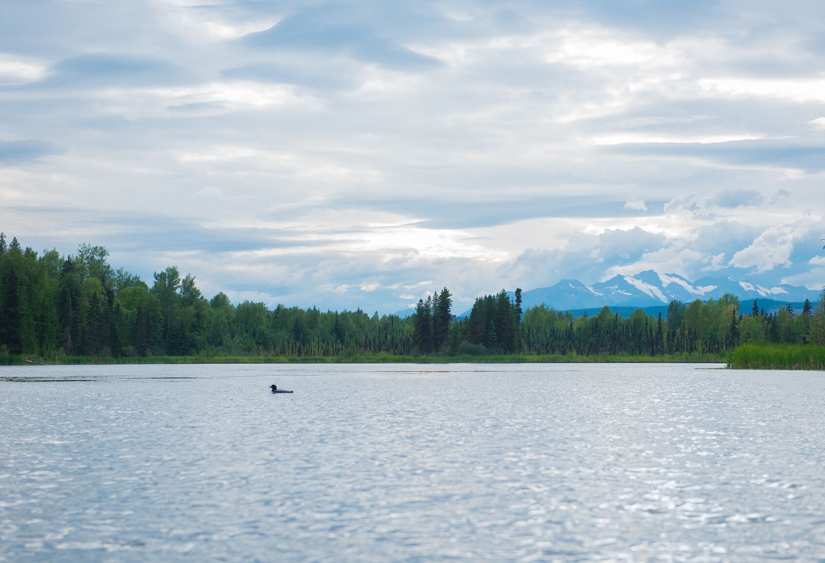 In Seeley Lake Park, a loon floats on the lake with the mountains and glaciers in the background.