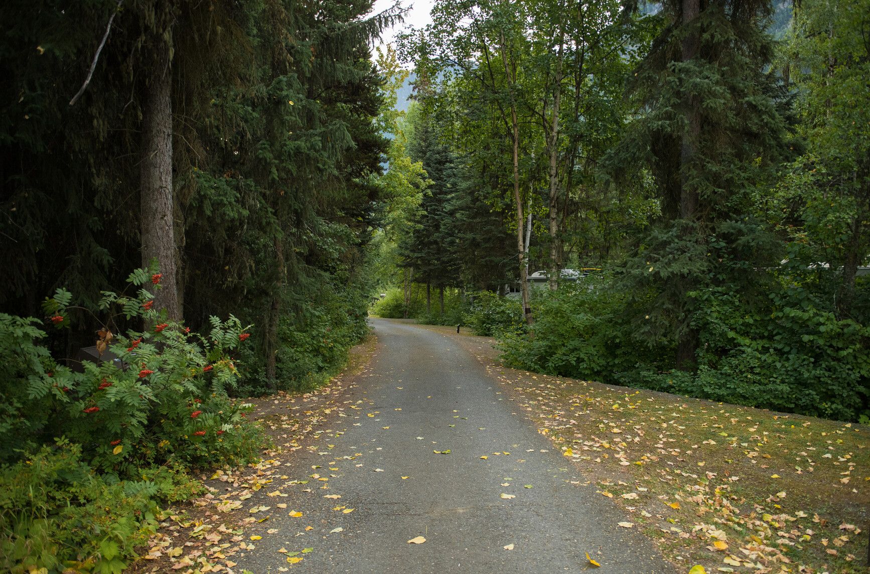 A road through the campground in Seeley Lake Park.