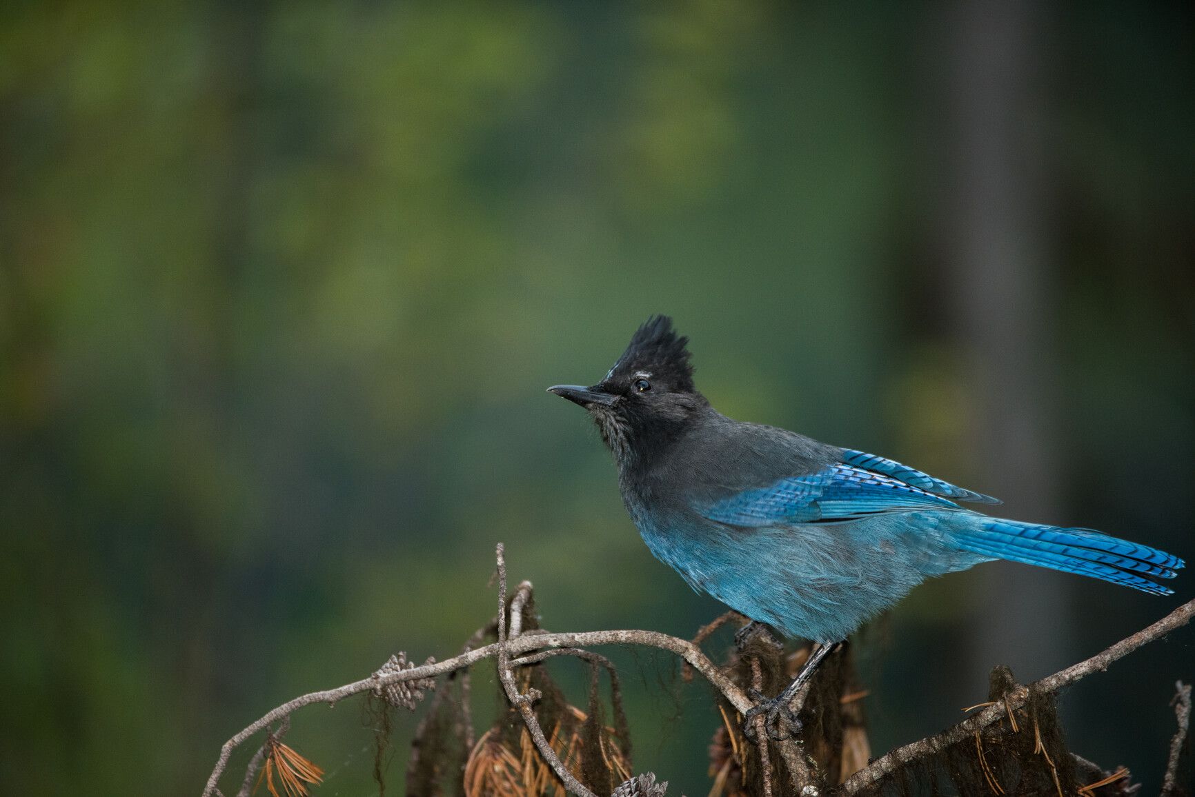 Steller's Jay is a large song bird and British Columbia's provincial bird. Seeley Lake Park.