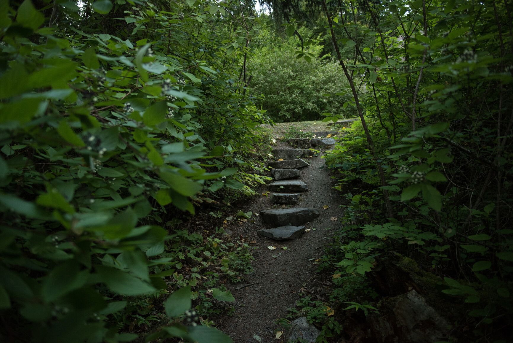 Stone steps on a trail in Seeley Lake Park.