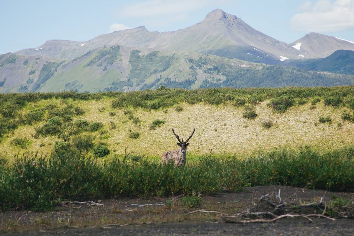 A solitary caribou stands in the wild heart of Spatsizi Plateau Wilderness Park, framed by alpine greenery and towering peaks that echo the untamed spirit of the northern landscape. Courtesy of Destination BC