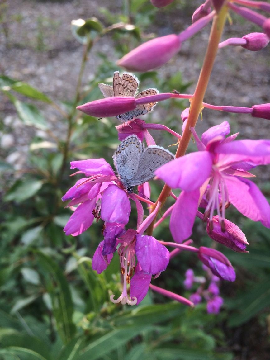 In Tā Ch’ilā Park, two silver-studded blue butterflies rest on the bright petals of pink fireweed, their vivid wings adding a striking touch to northern biodiversity.