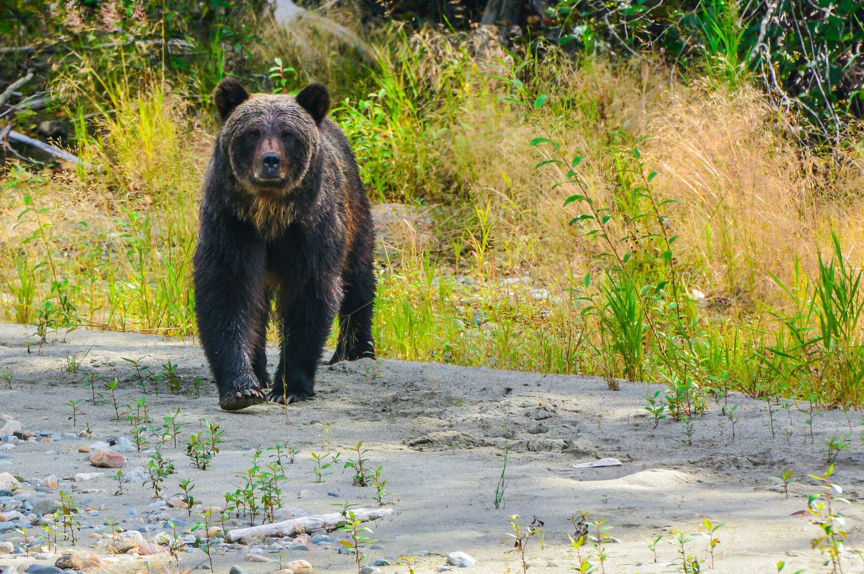 A grizzly wandering the shore of the Atnarko River, Tweedsmuir Park.