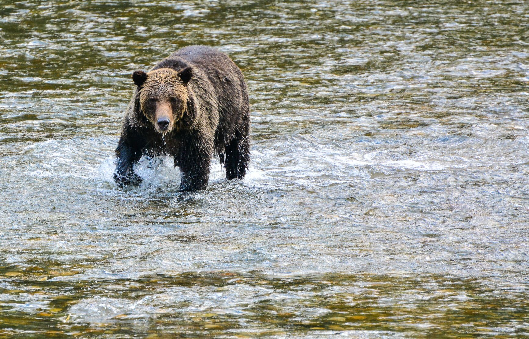 A grizzly wade in the Atnarko River, Tweedsmuir Park.
