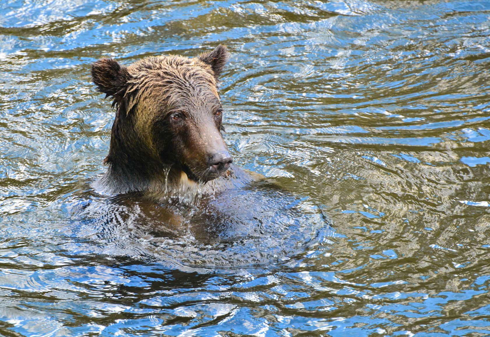 A grizzly relaxing in the Atnarko River, Tweedsmuir Park.