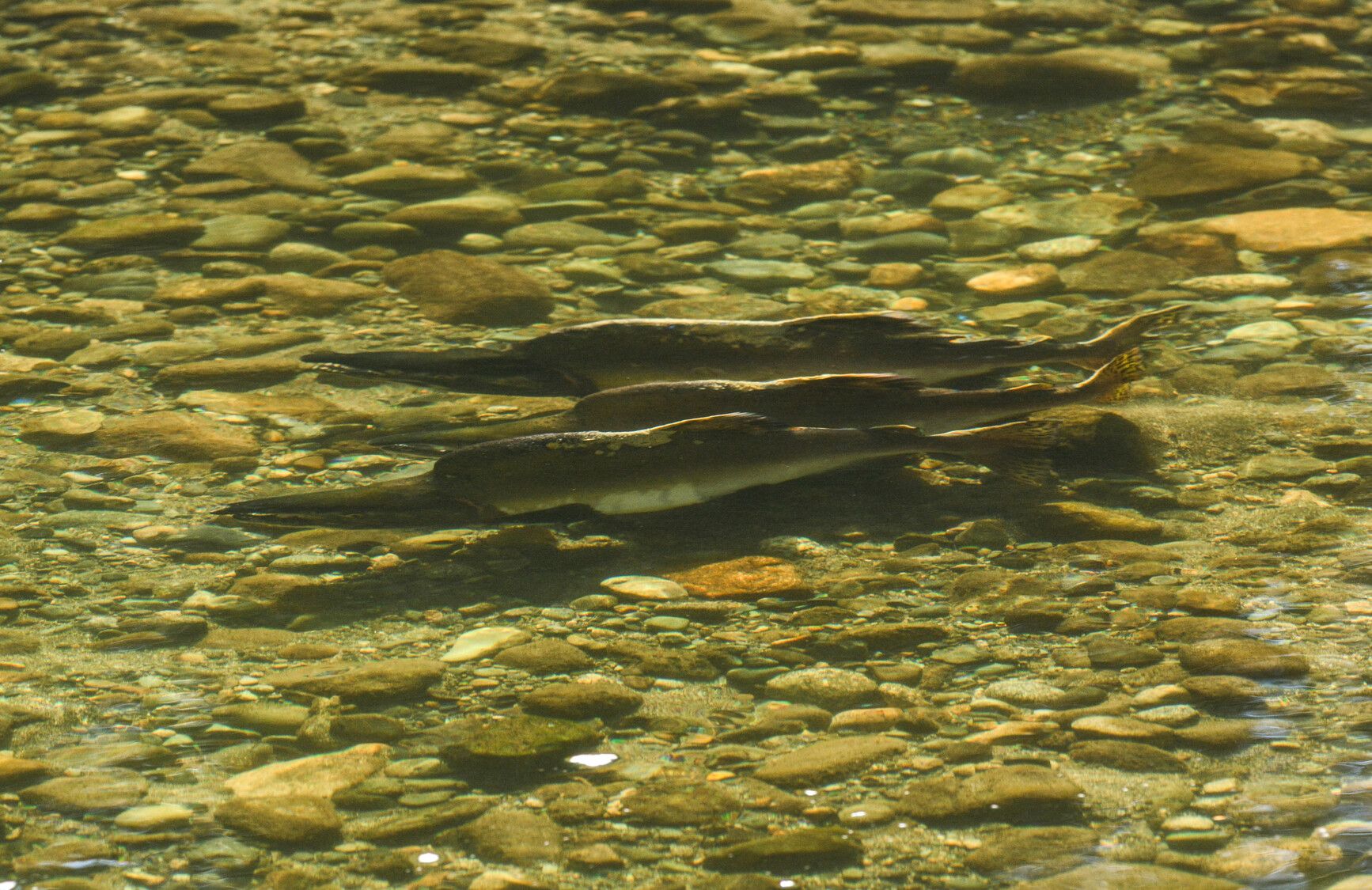 Tweedsmuir South Provincial Park