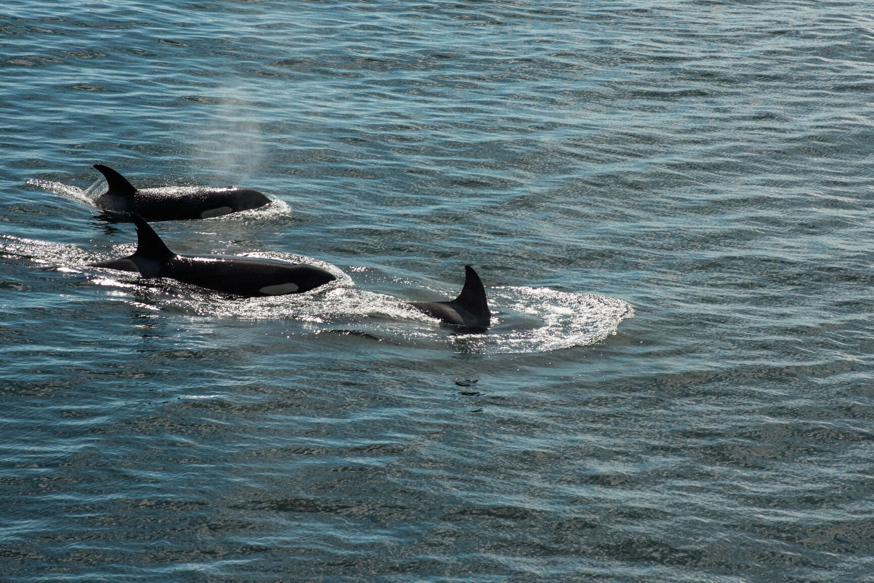 Orcas gracefully swimming off the coast of Bowen Island near Apodaca Park.