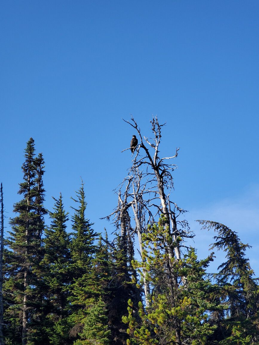 In Anta River Park, a perched bald eagle keeping a watchful eye over Atna Lake.
