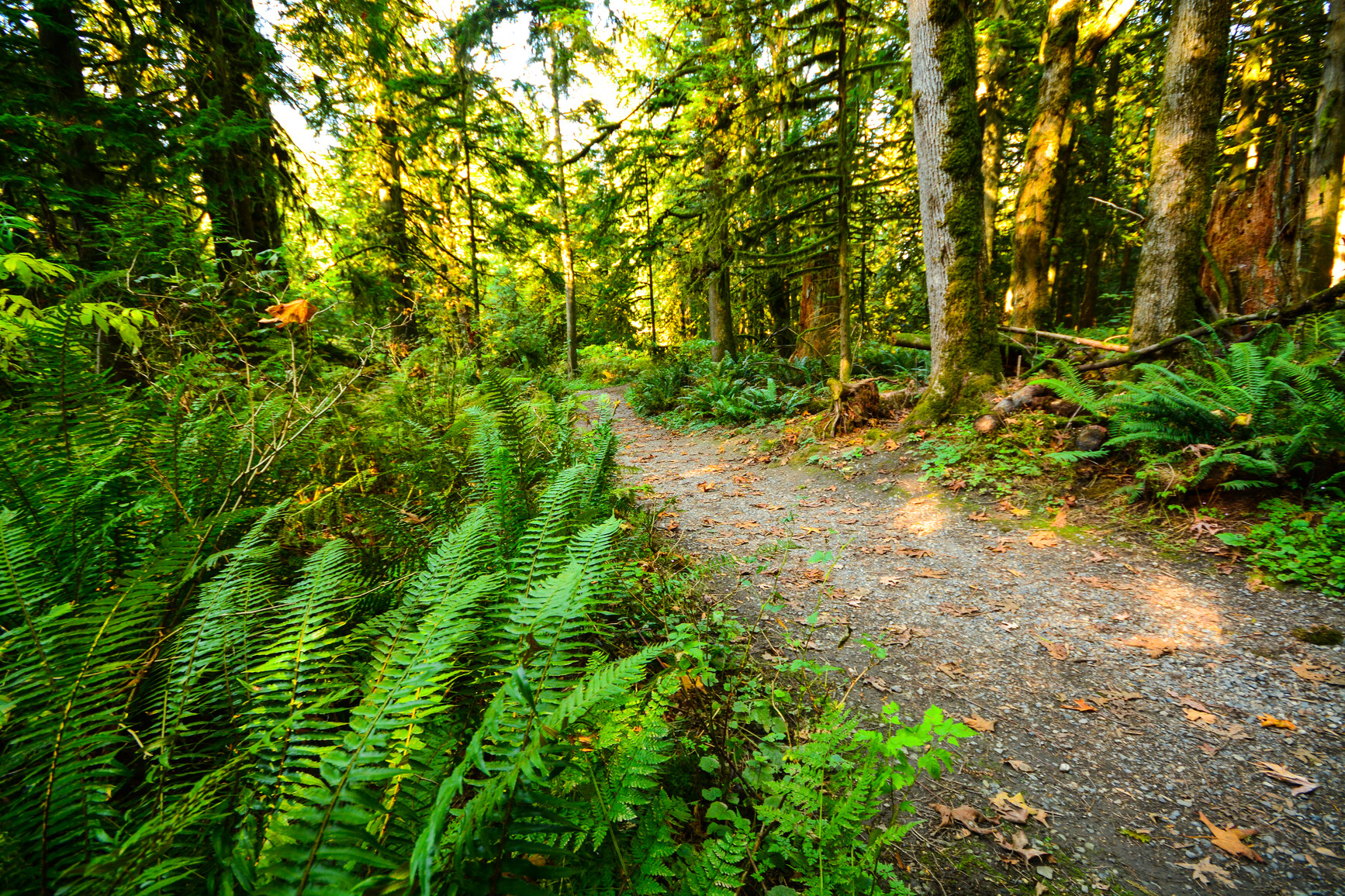Trail through the forest. Ferns and moss covered trees line the trail.
