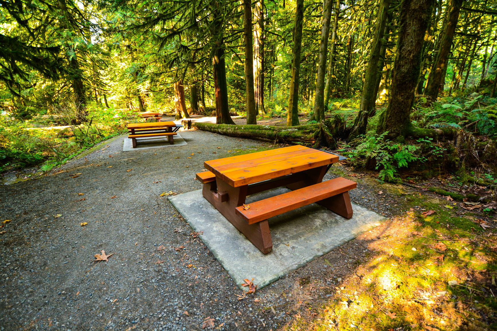 Shady picnic area in the forest.