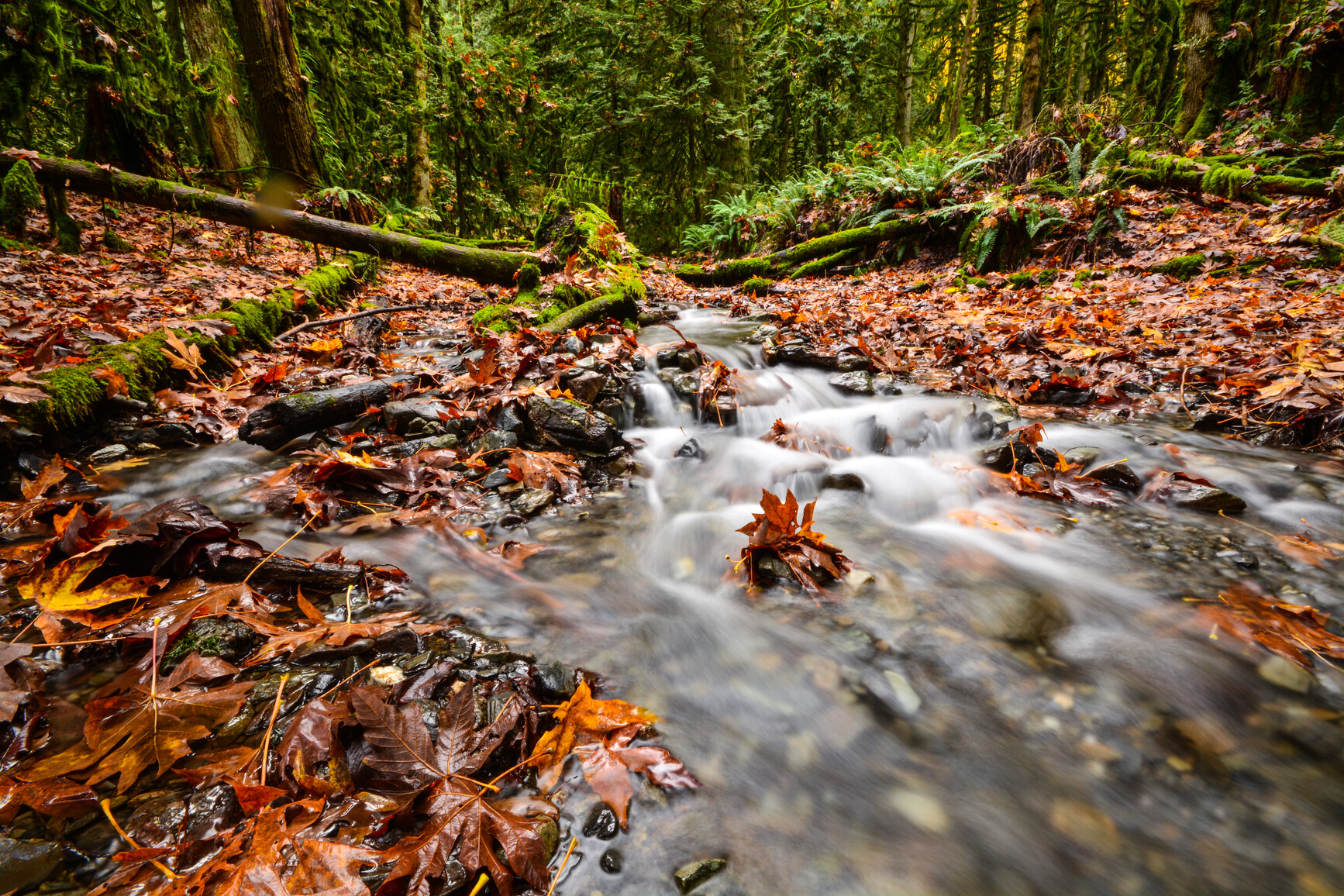 Bridal Creek flowing through the forest. Moss covers fallen logs and autumn leaves cover the ground.