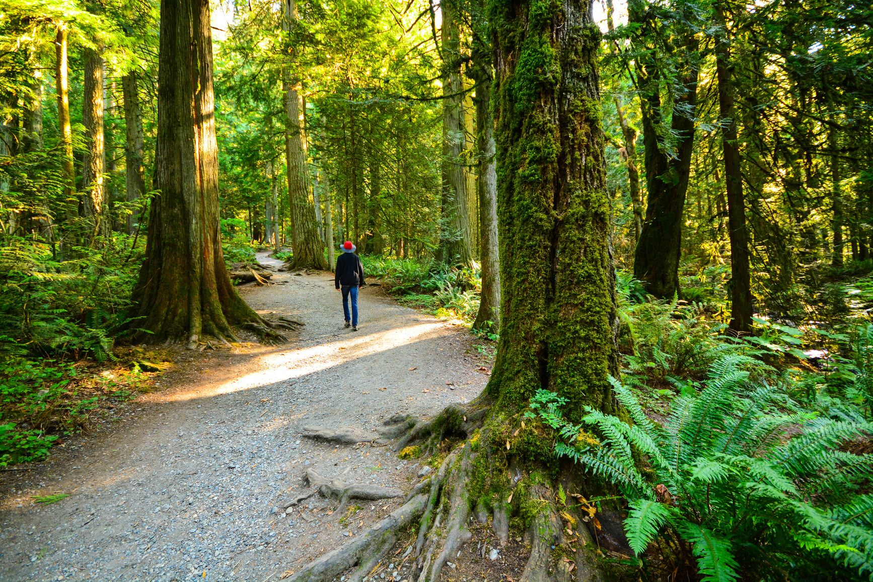 Enjoy the sounds of the forest as you walk a trail in Bridal Veil Falls Park.