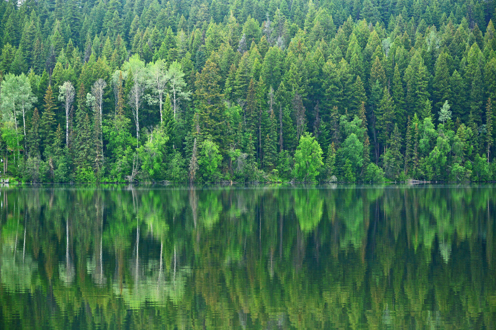 The green forest of Bridge Lake Park reflects on the still, calm water of the lake.