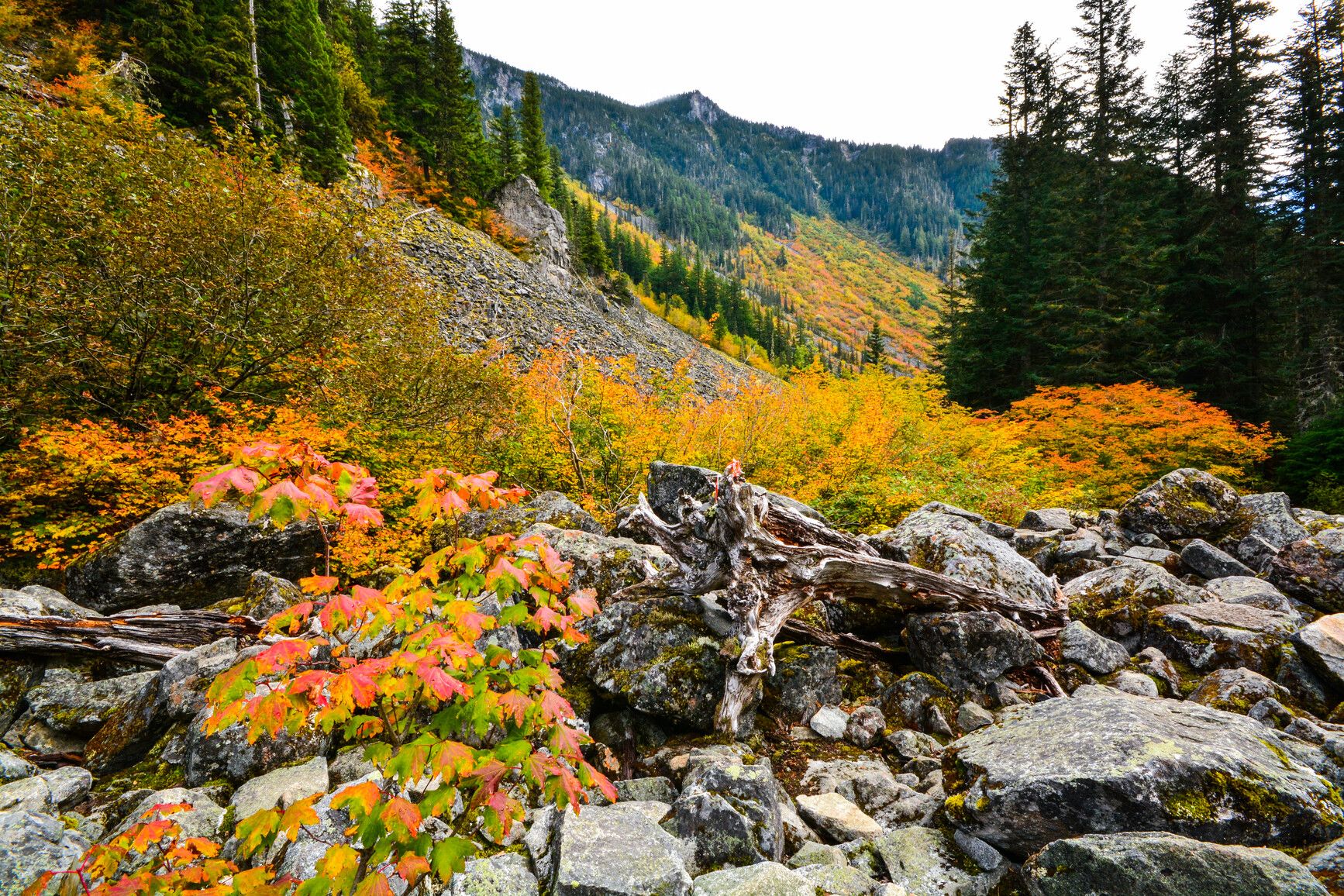 Autumn forests paint the mountainsides in Sx̱ótsaqel/Chilliwack Lake Park.
