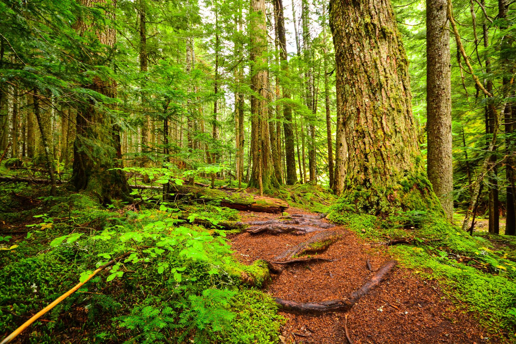 A trail through the old-growth forest in Sx̱ótsaqel/Chilliwack Lake Park.