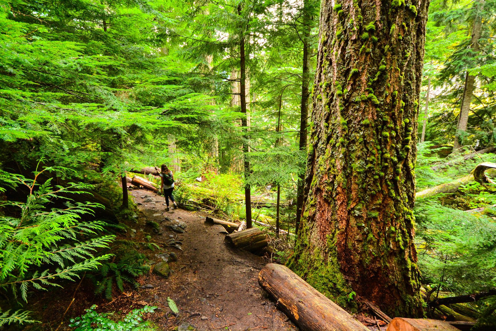 Hike a trail through the enchanting old-growth forest in Sx̱ótsaqel/Chilliwack Lake Park.