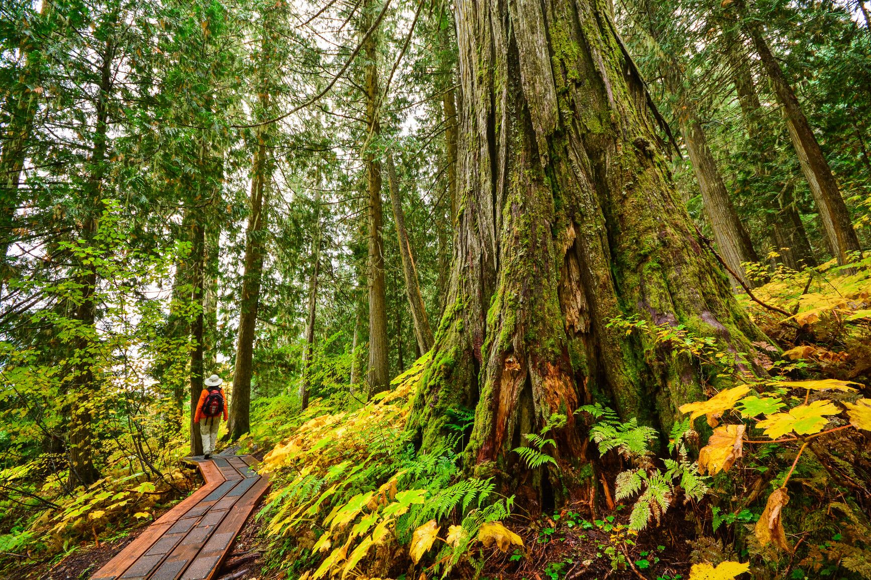 Ancient Forest/Chun T'oh Whudujut Park