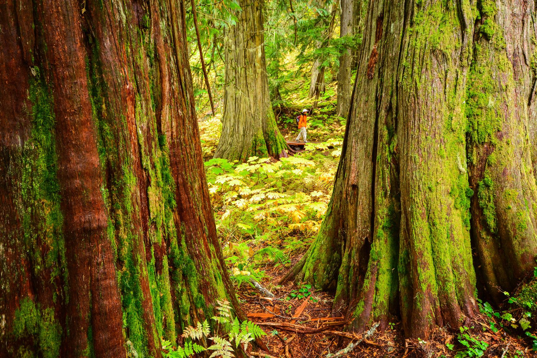 Ancient Forest/Chun T'oh Whudujut Park