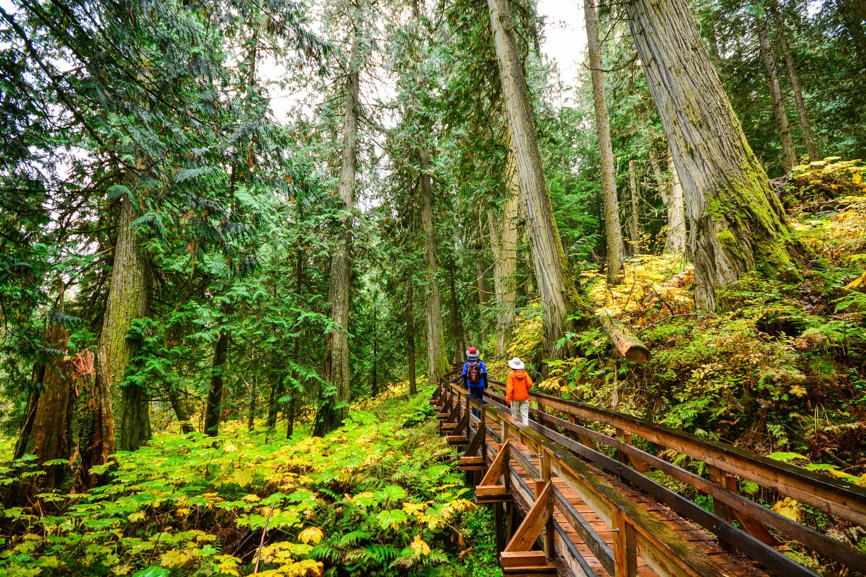 Hike along a boardwalk through the temperate rainforest. Forest/Chun T'oh Whudujut Park.