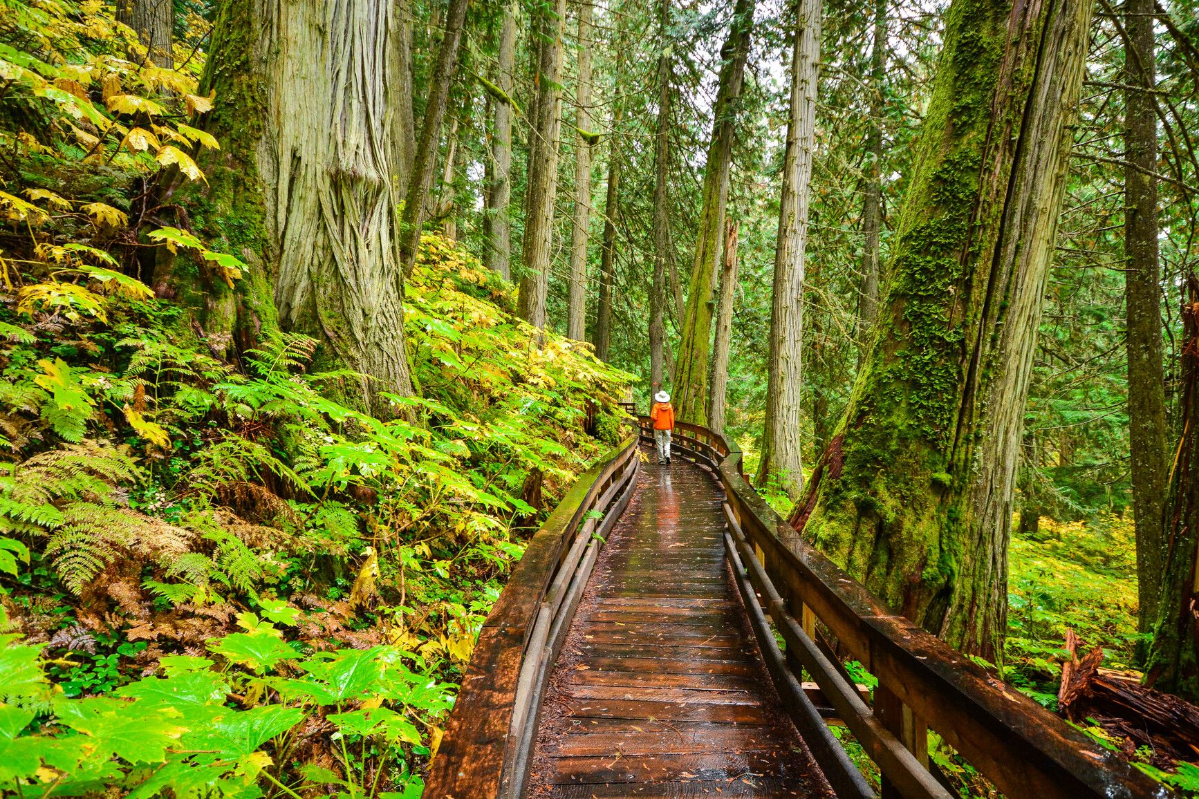 Hike through the only inland temperate rainforest in the world. Forest/Chun T'oh Whudujut Park.